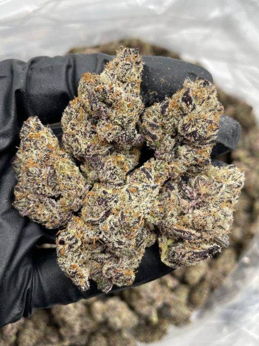 Biscotti Pancakes  Strain